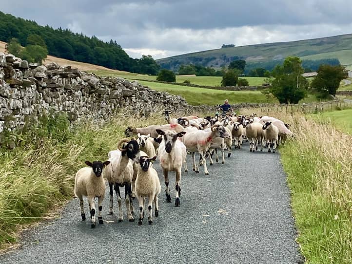 Blick in eine Schafherde auf einer Straße
